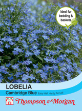 Lobelia Cambridge Blue