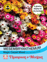 Mesembryanthemum Magic Carpet Mixed