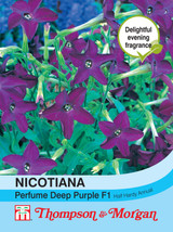 Nicotiana Perfume Deep Purple