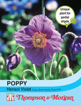 Poppy Hensol Violet