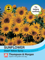 Sunflower Dwarf Yellow Spray