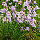 Wild Flower Harebell