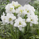 Amaryllis Sonatini Alasca Amaryllis Sonatini Alasca