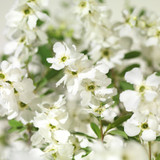 Exochorda racemosa ‘Niagara’