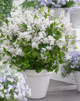 Syringa Flowerfesta White