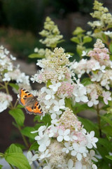 Hydrangea paniculata Confetti