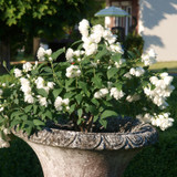 Philadelphus Little White Love