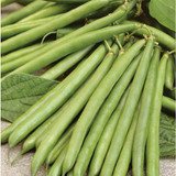 Dwarf Bean 'Laguna'