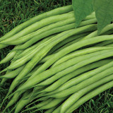Dwarf Bean 'Speedy'