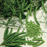 Pea 'Ceresa'