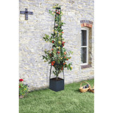 Tomato Obelisk With Reservoir