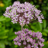 Allium Pink Jewel