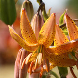 Lilium Peppard Gold