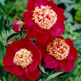 Garden Paeonia ‘Sword Dance’