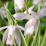 Bletilla Striata Alba Variegata