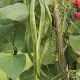 Runner Bean Lady Di