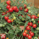 Tomato Red Profusion