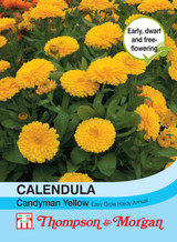 Calendula Candyman Yellow