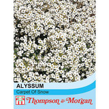 Alyssum Carpet of Snow