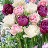 Tulips Romantic Charm