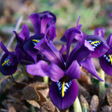 Iris Reticulata J.S.Dijt