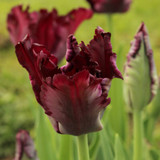 Tulip Black Parrot