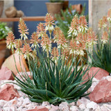 Hardy Aloe Safari Sunrise