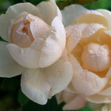 Rose Madame Figaro