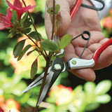 Vine Scissor (DP926)