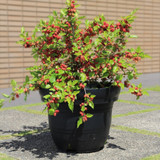 Mulberry Dwarf Bush Mojo