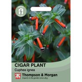 Cigar Plant