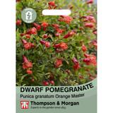 Dwarf Pomegranate Plant