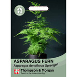 Asparagus Fern