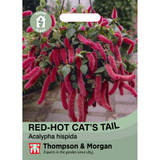 Red-hot Cat's Tail
