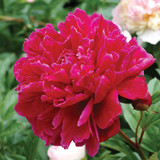 Paeonia Kansas