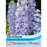 Delphinium x cultorum 'Centurion Lilac Blue Bicolour' F1 Hybrid