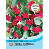 Nasturtium Baby Deep Rose