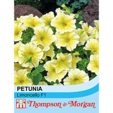 Petunia Grandiflora 'Limoncello' F1 Hybrid (25477)