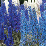 Giant Delphiniums