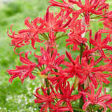 Nerine Pearls Of Cherry