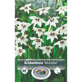 Acidanthera Murielae