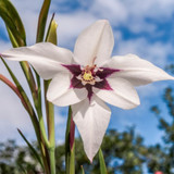Acidanthera Murielae