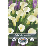 Calla Lily Albo Maculata SBS