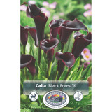 Calla Lily Black Forest (OD)