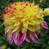 Dahlia Boogie Woogie