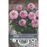 Dahlia Go Go Speckled SBS