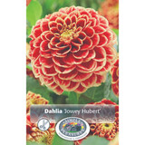 Dahlia Jowey Hubert 