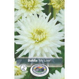 Dahlia My Love 