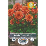 Dahlia Orange Glory SBS