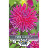 Dahlia Purple Gem (OD)